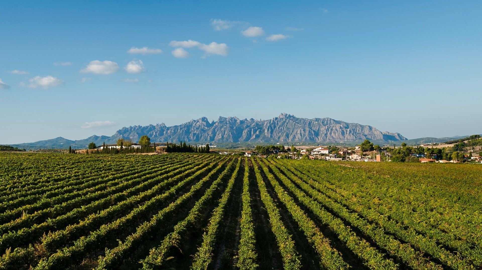 Vinyes amb la muntanya de Montserrat al fons